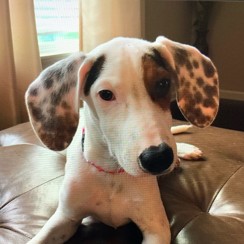 Meet your Posher, Jules